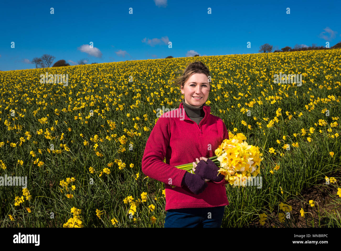 Daffodils growing in the UK Stock Photo Alamy