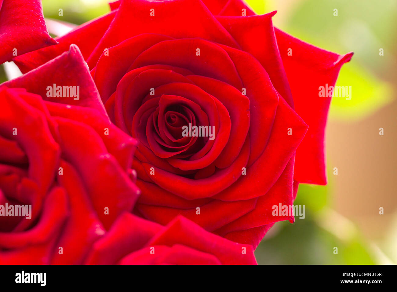 Close-up of a beautiful bouquet of red roses. Stock Photo