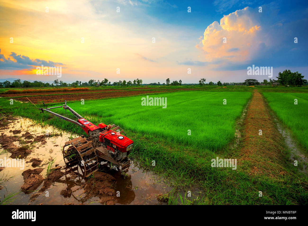 Red power tiller in rice field on sunset Stock Photo Alamy