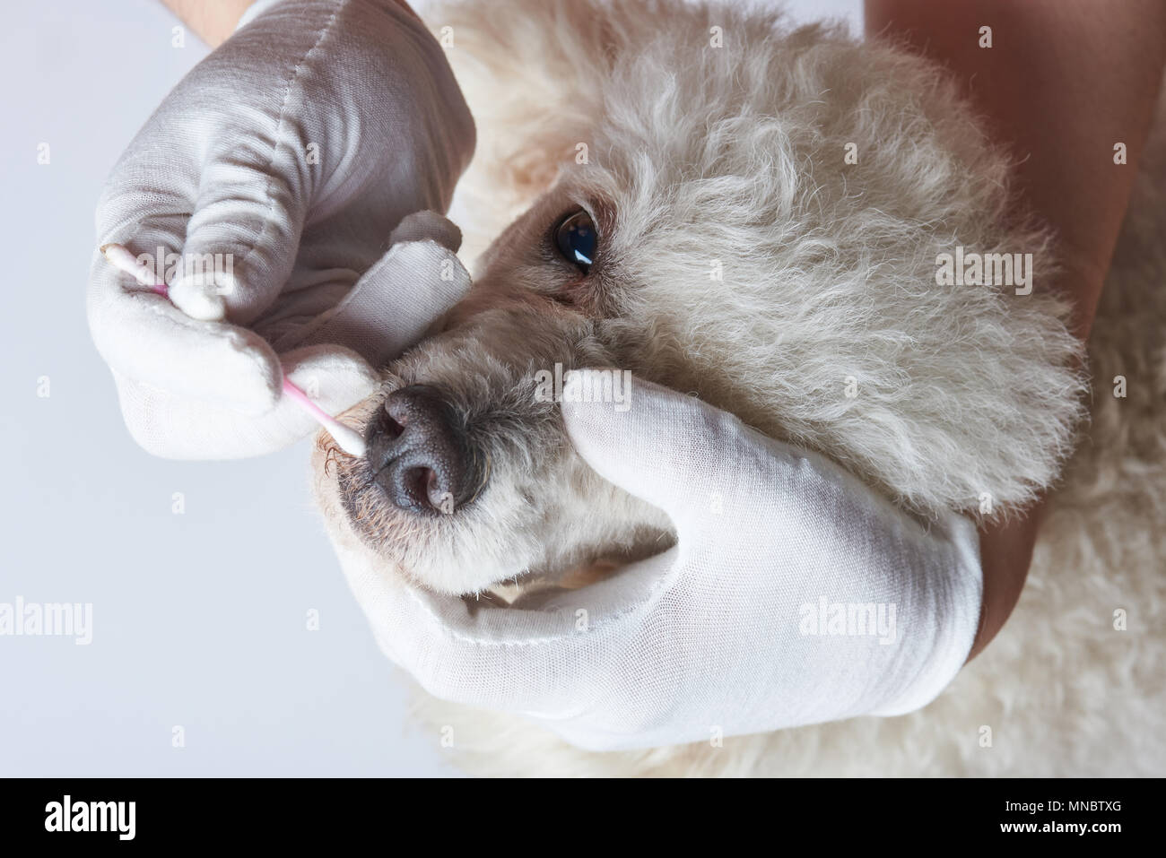 Cleaning dog nose with cotton stick in vet clinic Stock Photo Alamy