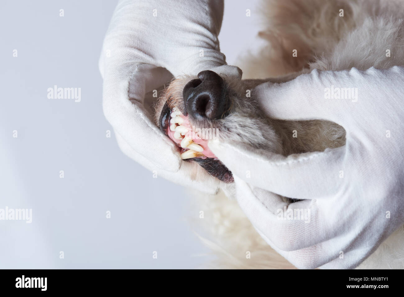 Regular check of dog health on white background close up Stock Photo ...