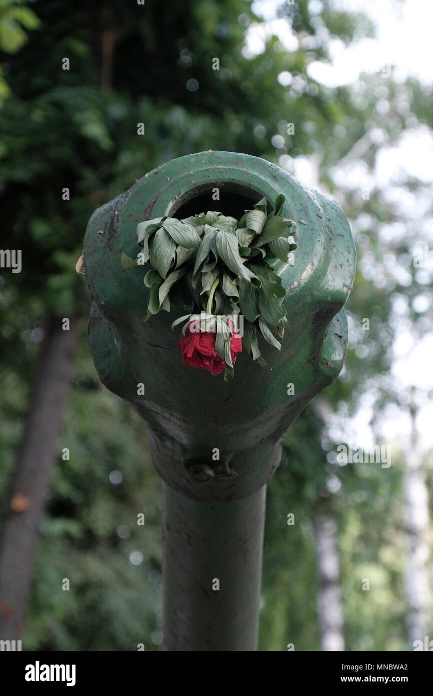 A faded flower in a barrel of a cannon at the courtyard of the Military