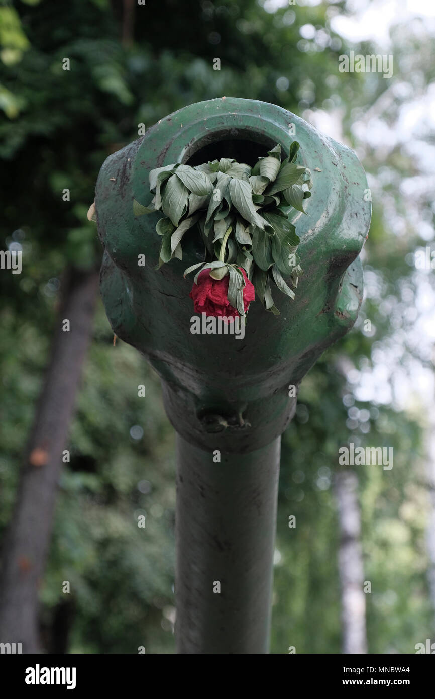 A faded flower in a barrel of a cannon at the courtyard of the Military