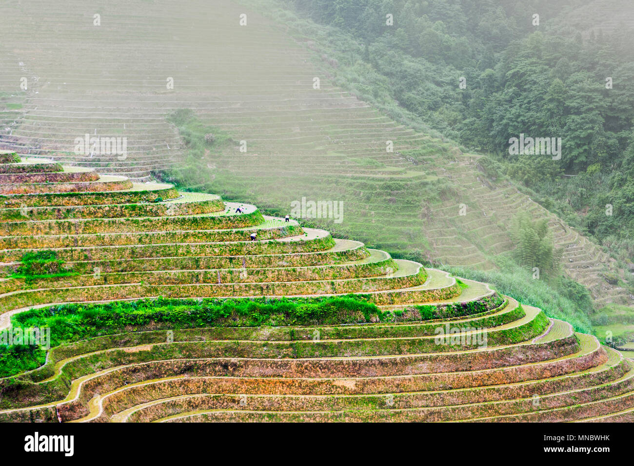 Stunning scenery of Chinese rice terrace near Guilin in Guangxi province Stock Photo