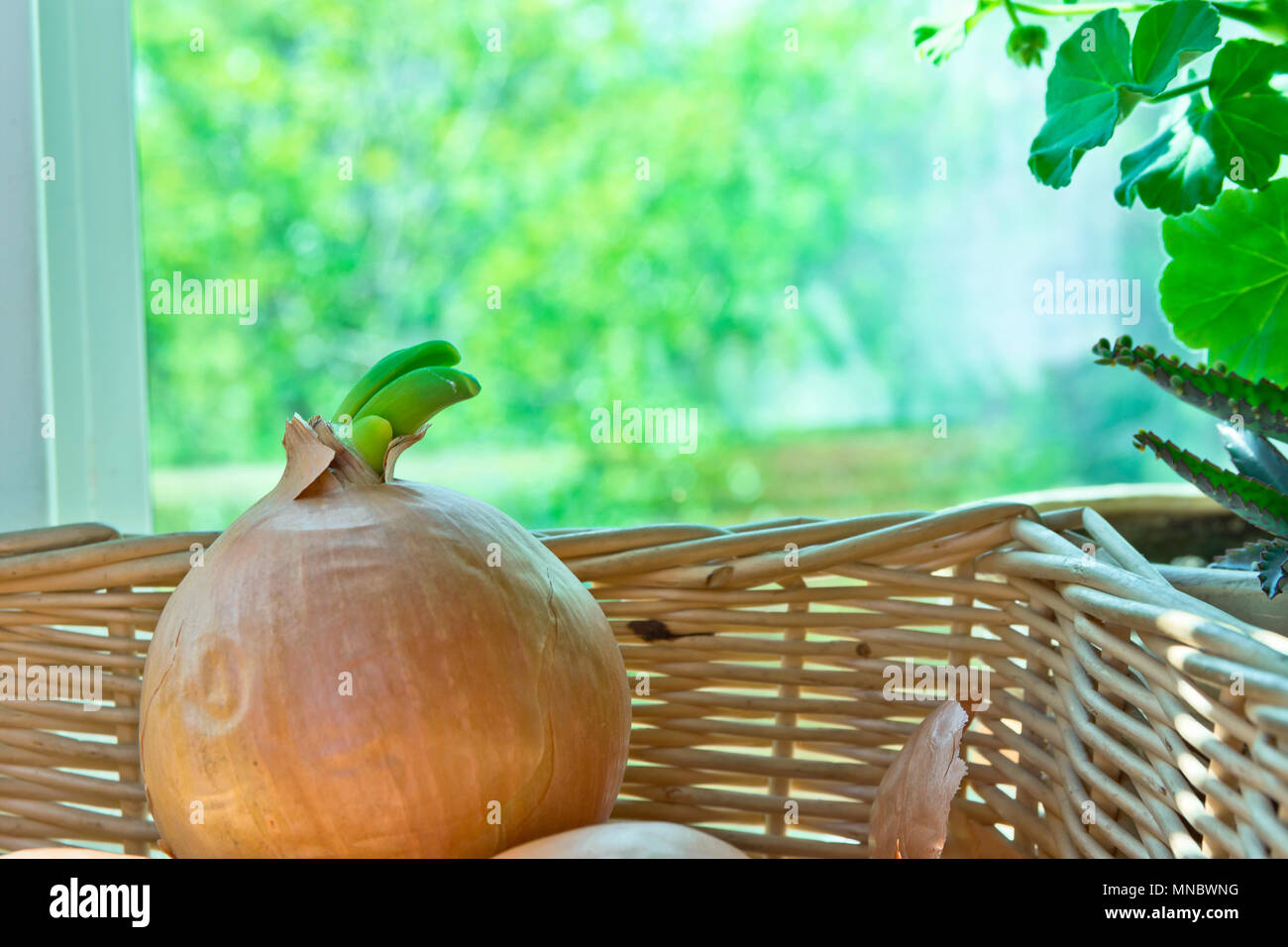 Yellow Sprouted Onion Bulbs in Wicker Basket on Window Sill. House Plants. Spring Summer Morning with Soft Sunlight. Cozy Rural Kitchen Interior. Auth Stock Photo