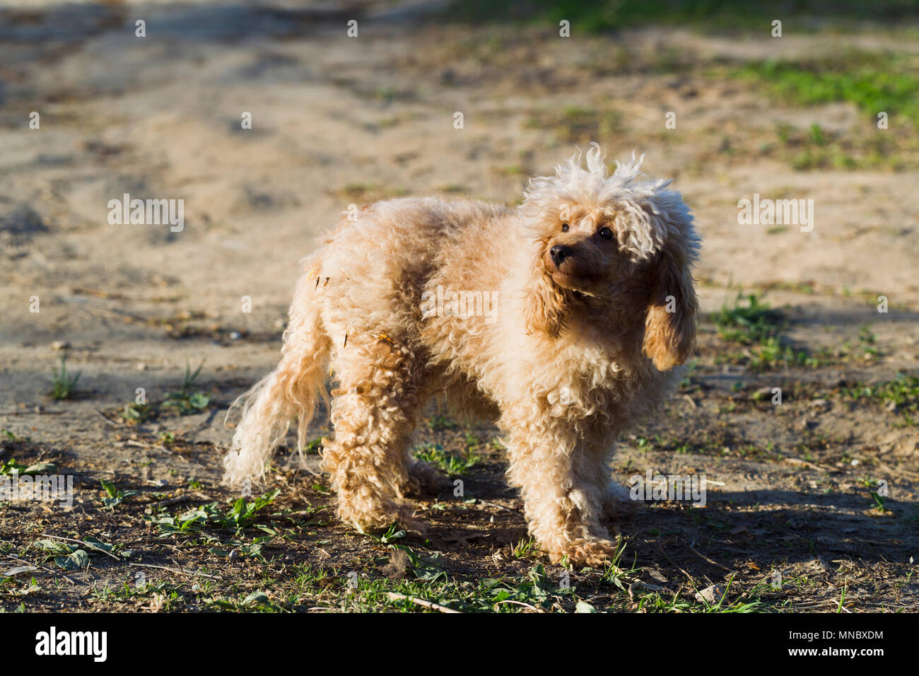 Dog Toy Poodle apricot color for a walk Stock Photo Alamy