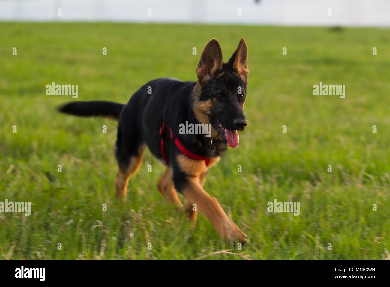 East European Shepherd High Resolution Stock Photography And Images Alamy