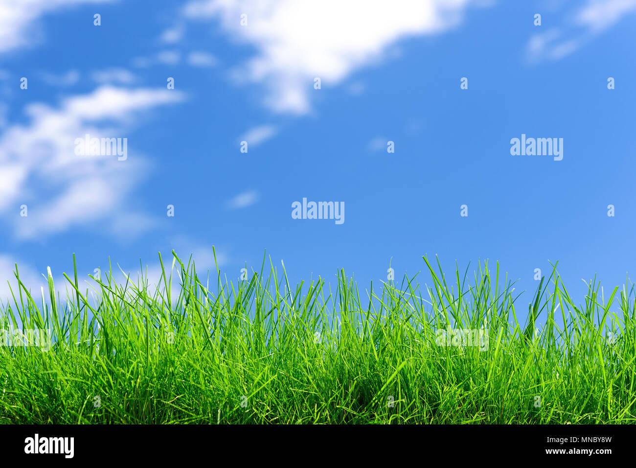 Idyllic nature landscape - field of fresh green grass on a blue sky ...