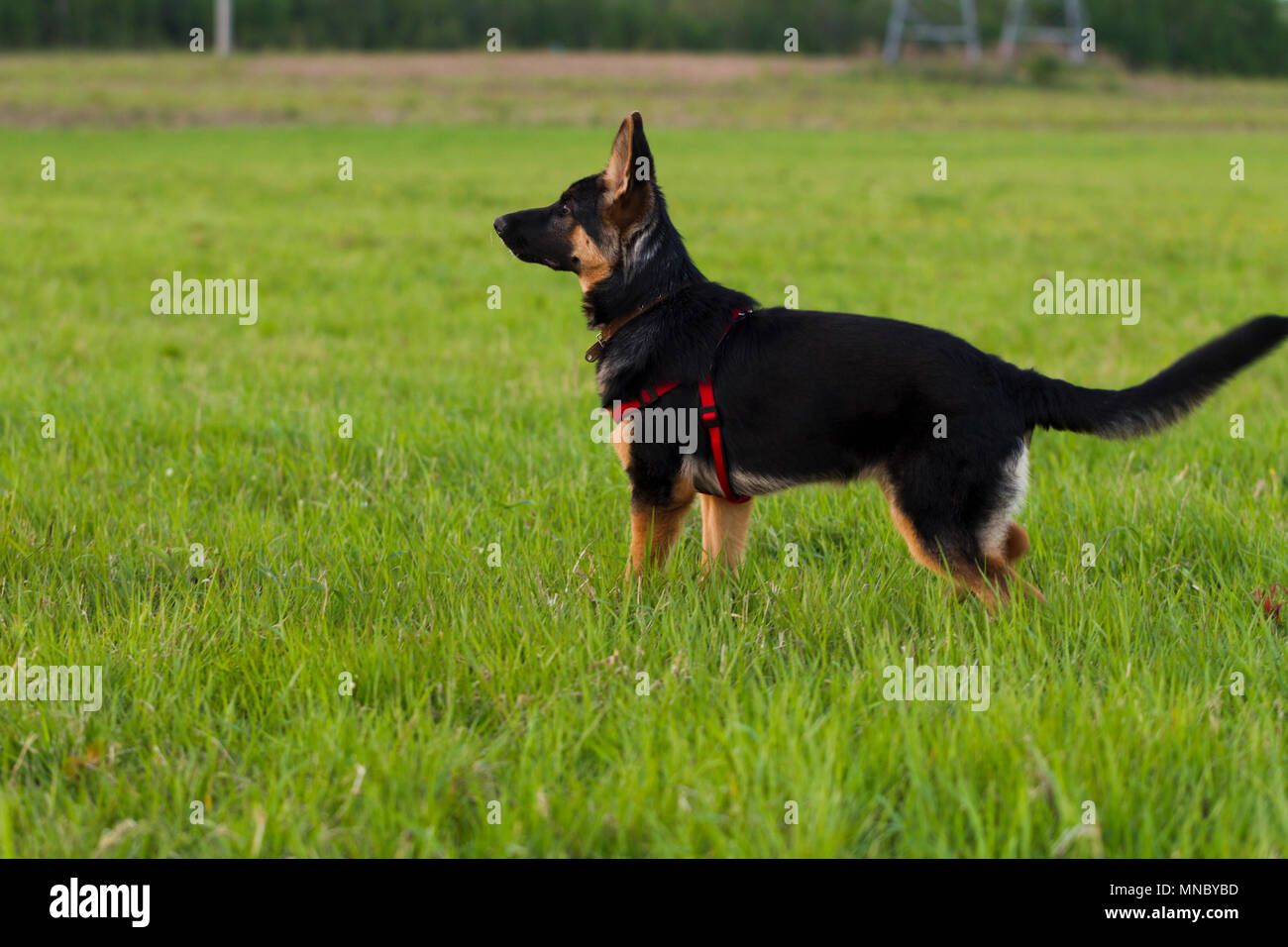 East European Shepherd High Resolution Stock Photography And Images Alamy