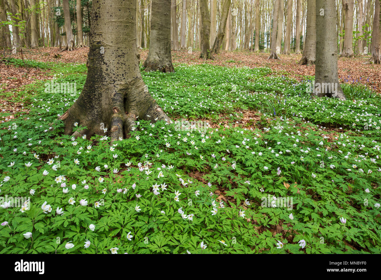 Flowering wood anemones (Anemone nemorosa) on a woodland floor in spring. Stock Photo