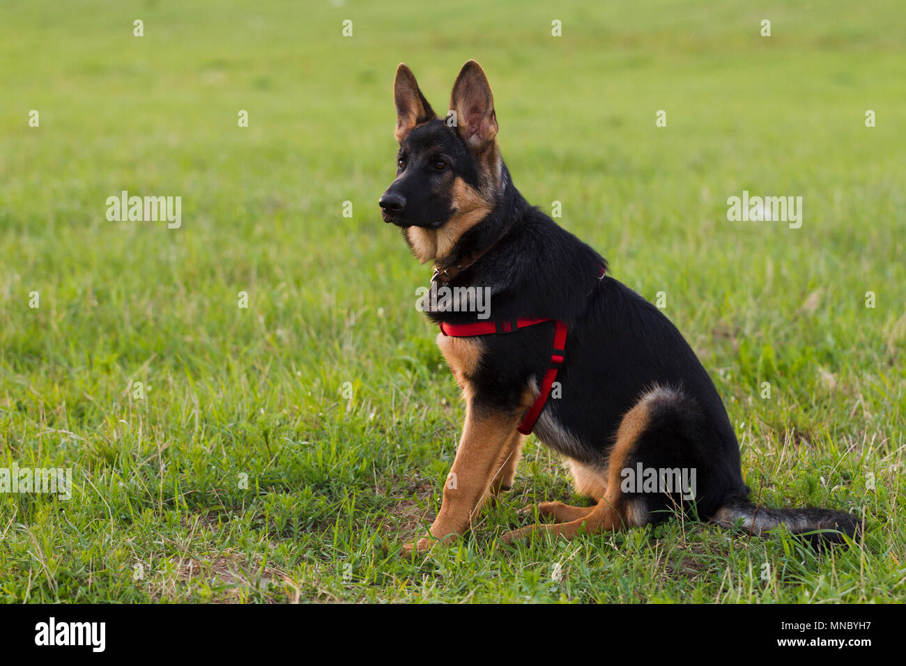 East European Shepherd High Resolution Stock Photography And Images Alamy