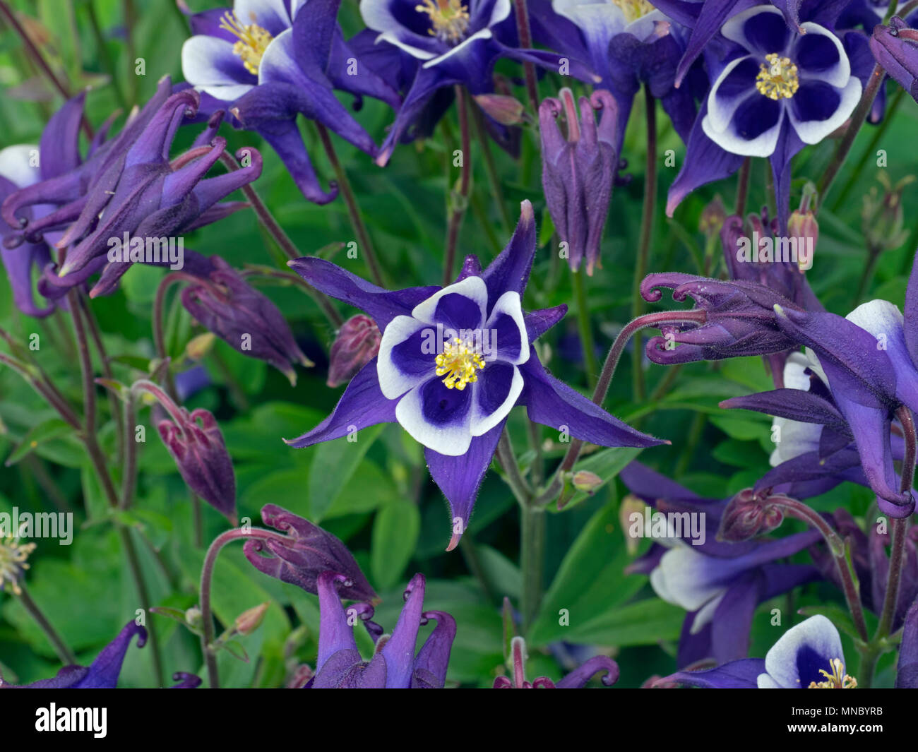 Aquilegia 'Spring Magic Blue & White' (Columbine) Stock Photo