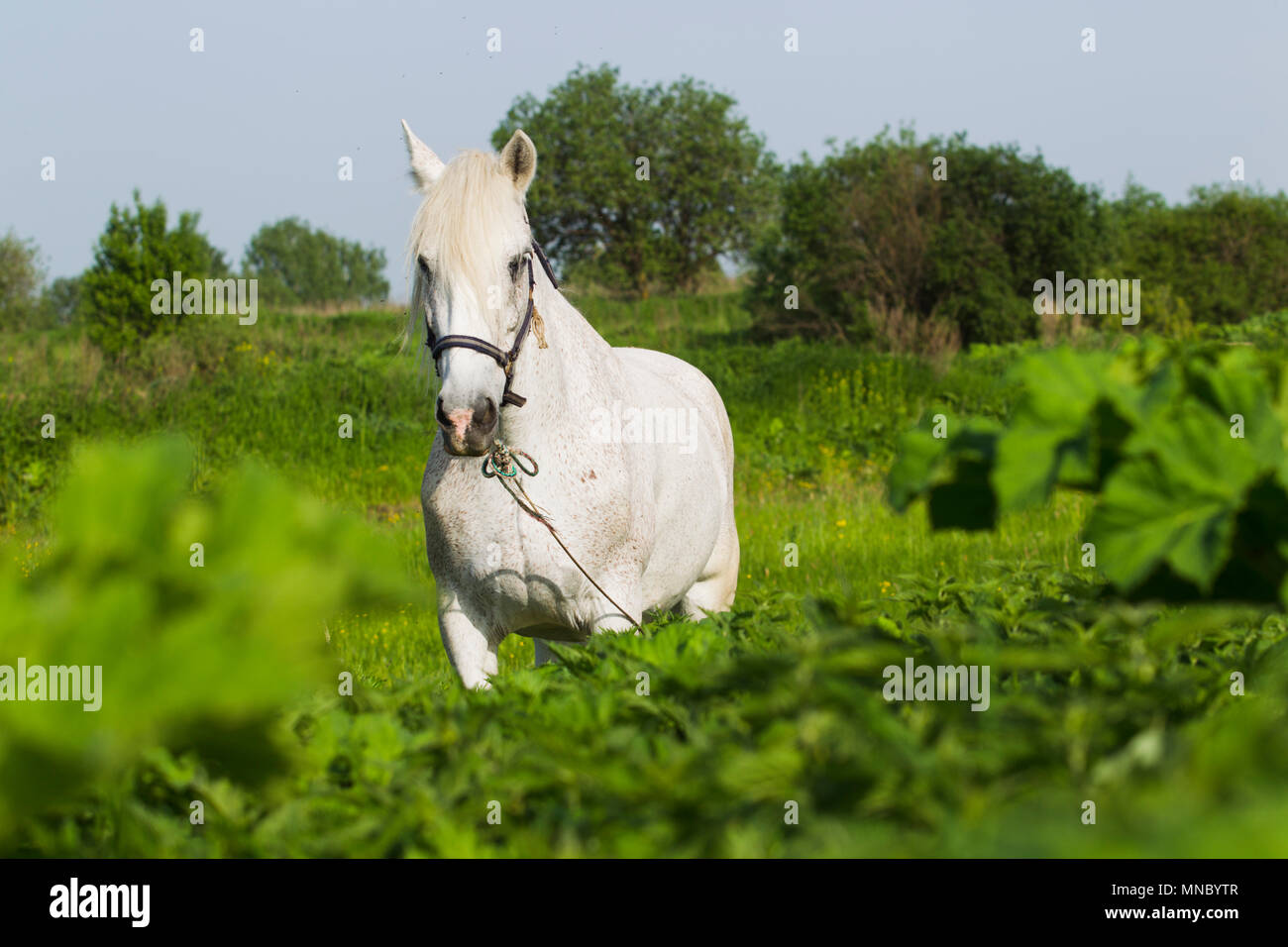 White horse grazing in a meadow in spring sunny day Stock Photo - Alamy