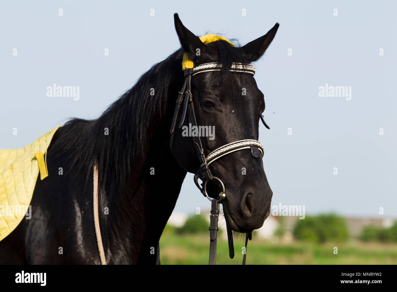 Black horse with yellow saddle blanket and bridle, gazing back sunny summer day. Stock Photo