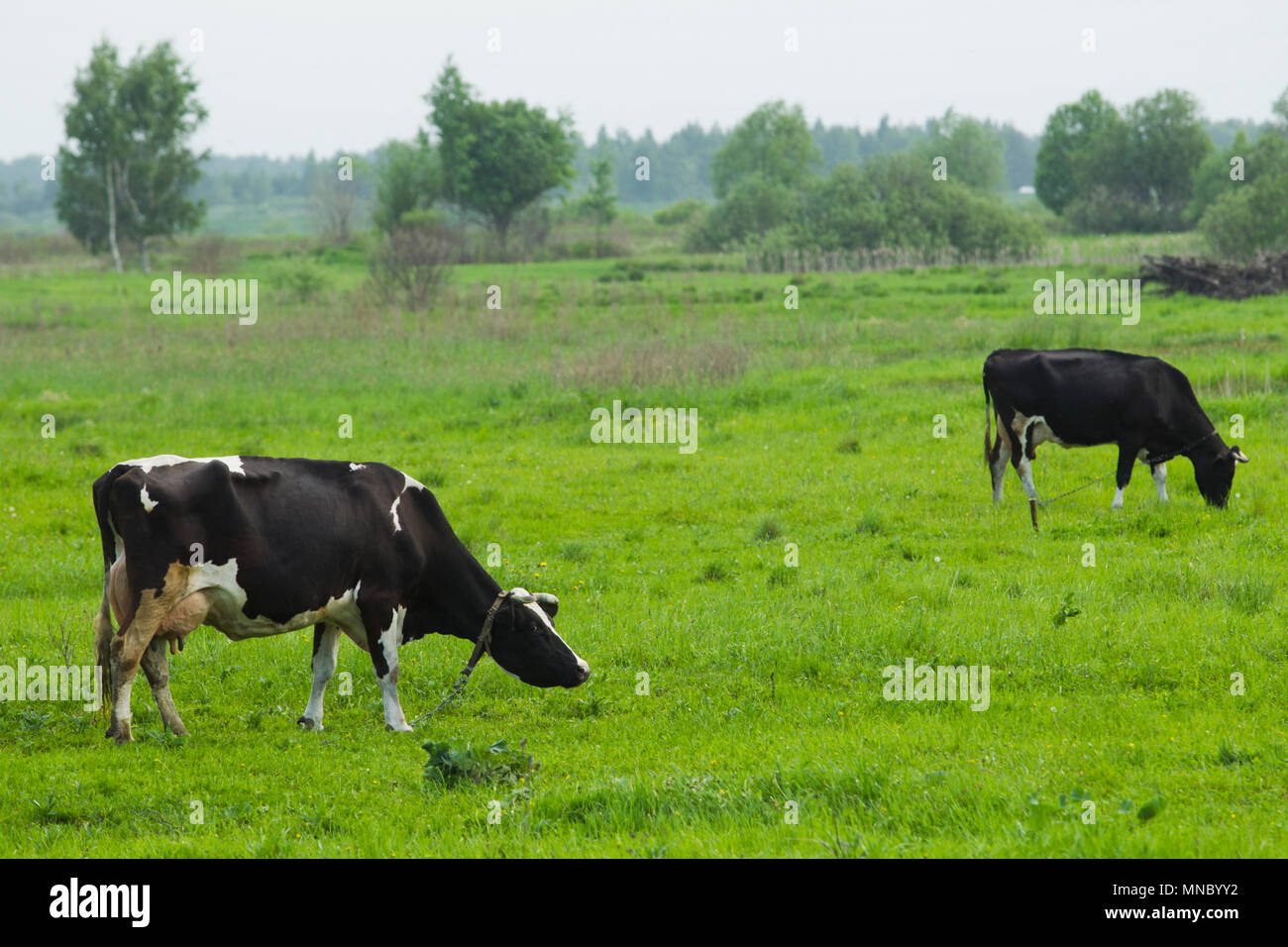 Two white cows on black background hi-res stock photography and images ...