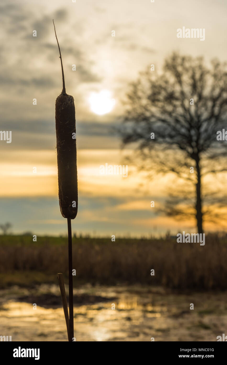 the reed stands alone Stock Photo - Alamy