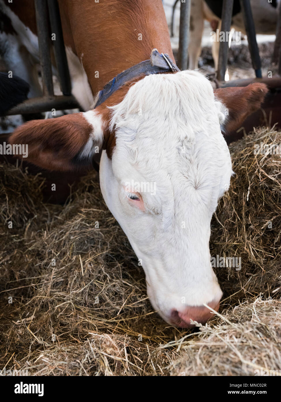 white head of cow feeding from hay in stable on dutch farm in holland Stock Photo