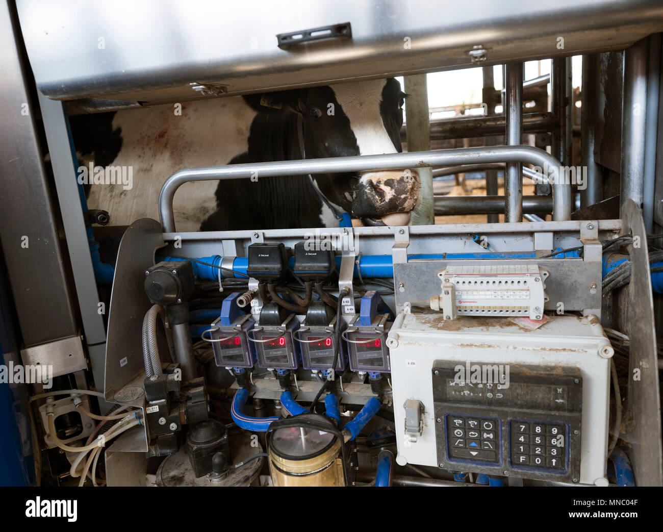black and white holstein cow milked by milking robot Stock Photo