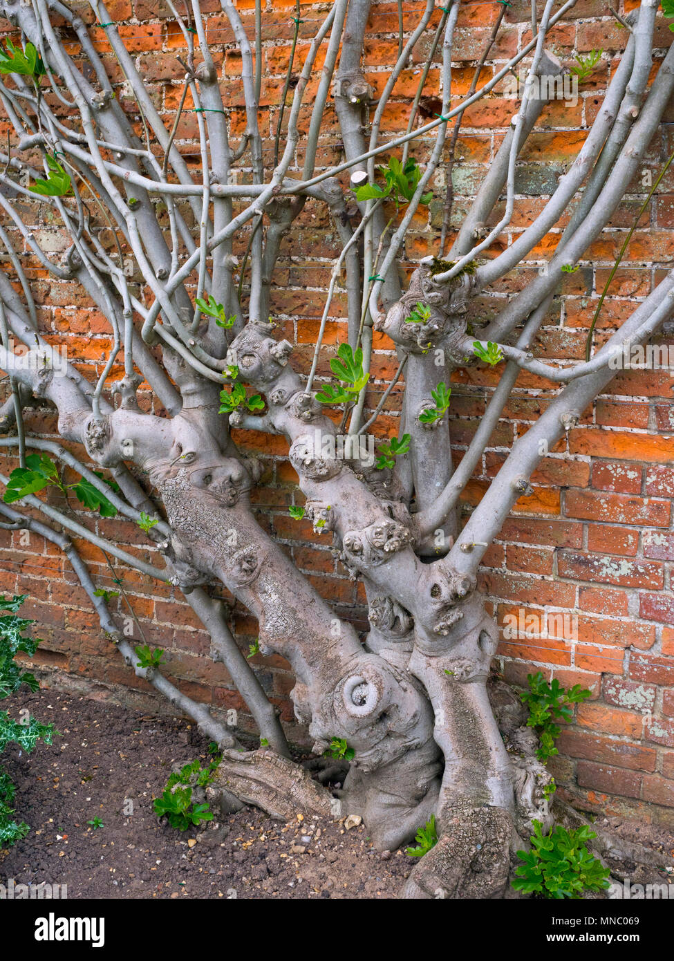 Old Fig tree  'Brown Turkey'  fan-trained against garden wall Stock Photo