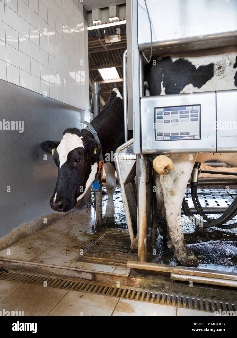 black and white holstein cow waits for other cow milked by milking robot Stock Photo
