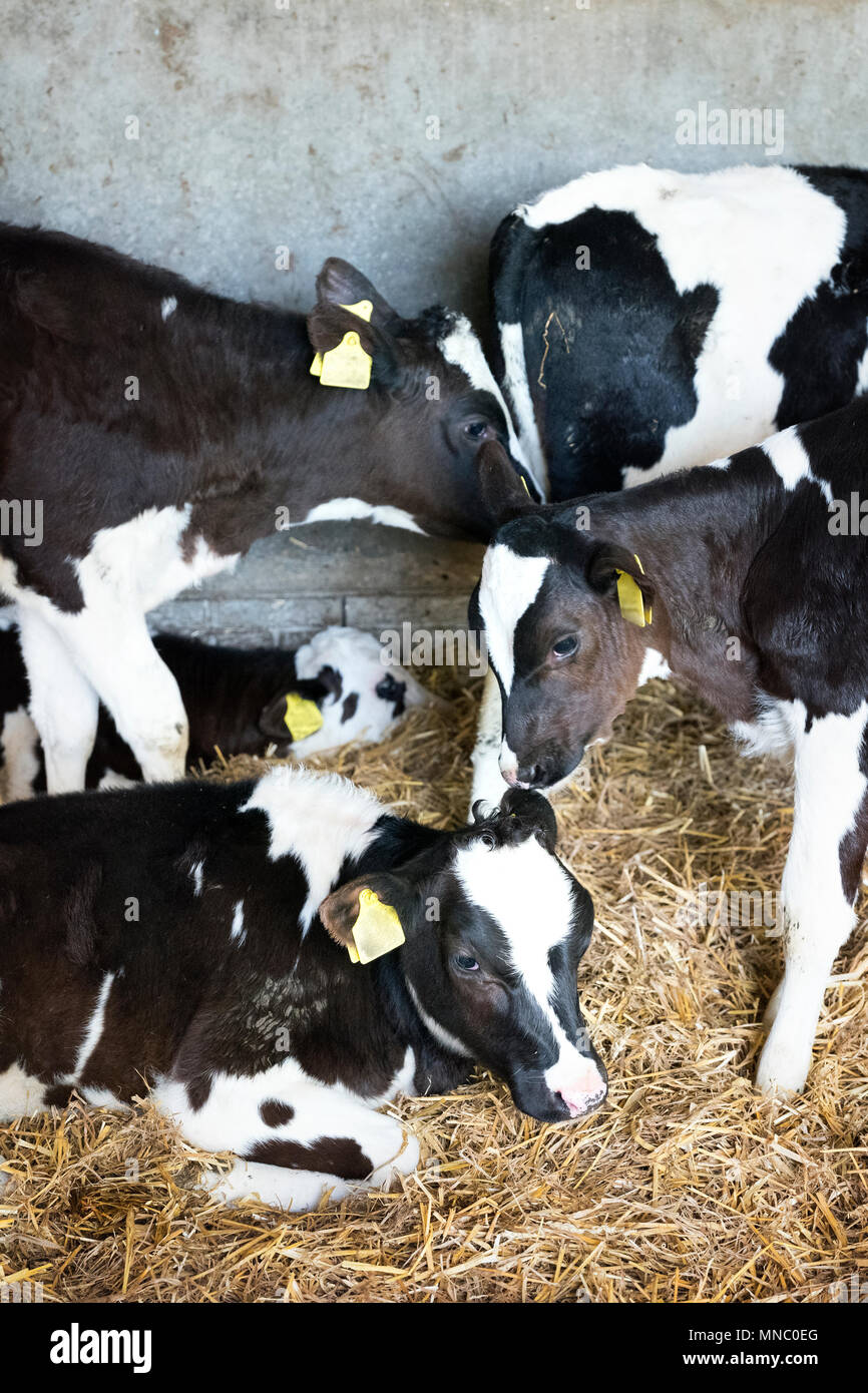 black and white holstein calves in straw inside dutch farm in holland ...