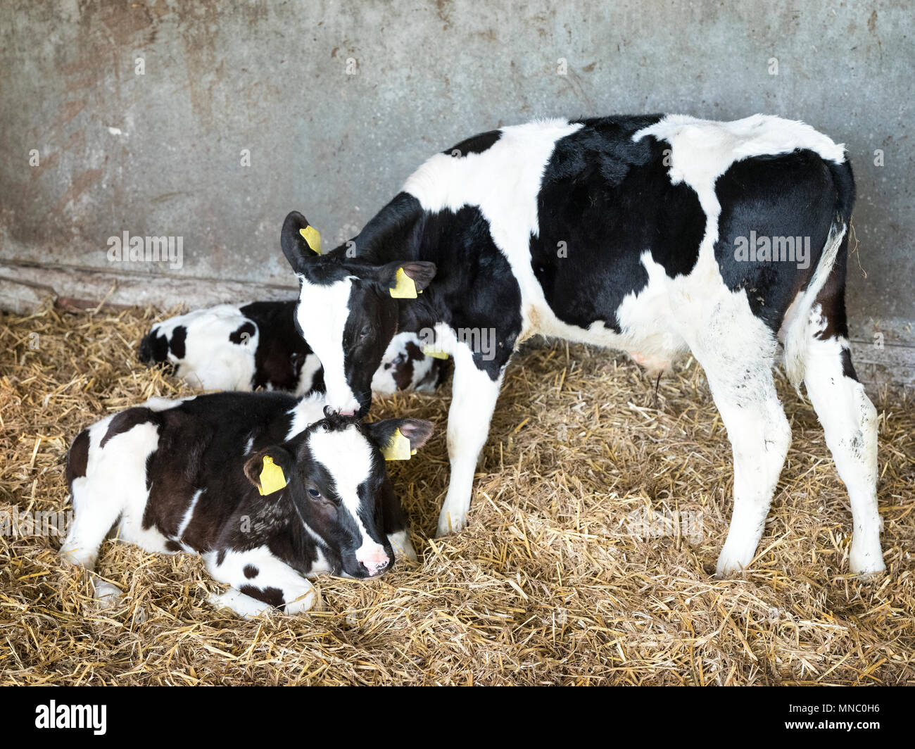 black and white holstein calves in straw inside dutch farm in holland ...