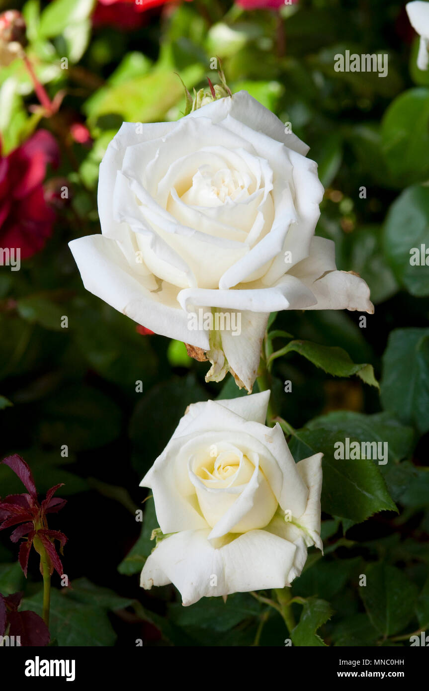 Flower Rose Pope John Paul II Stock Photo Alamy