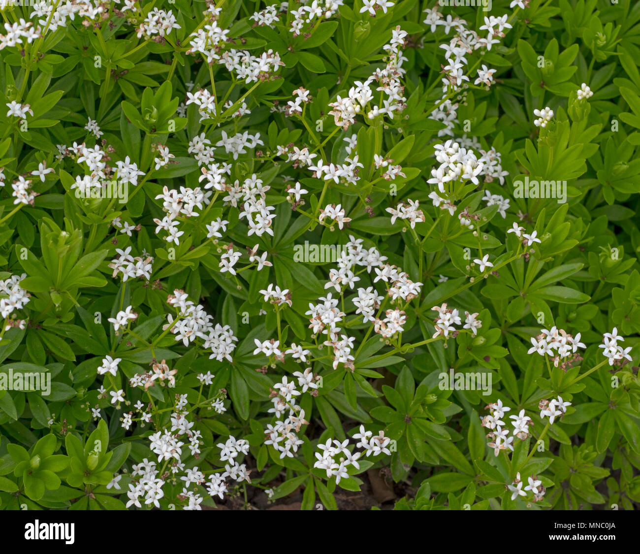 Sweet woodruff Galium odoratum in herb garden Stock Photo