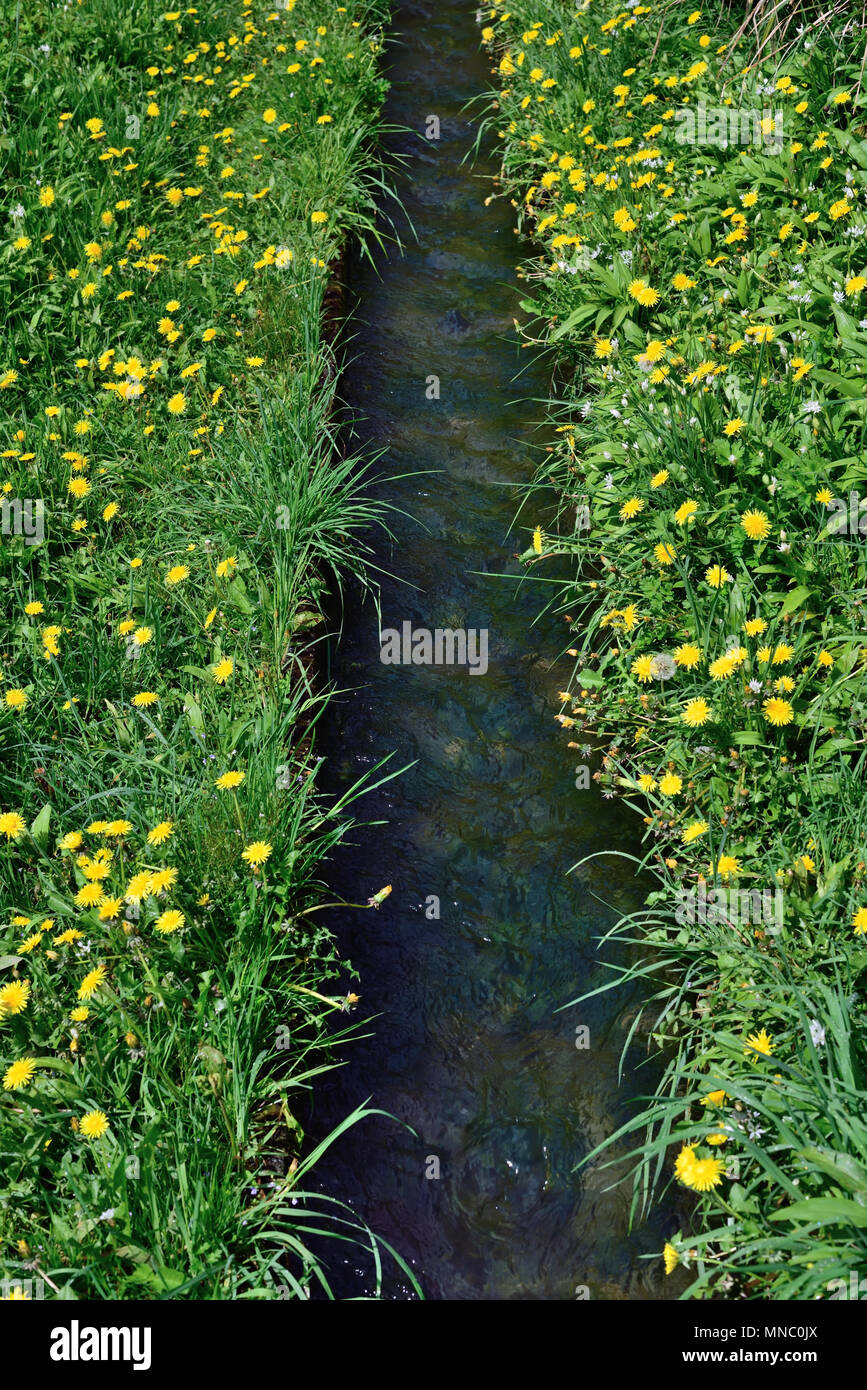 Dandelions growing beside a watermill feeder channel Stock Photo Alamy