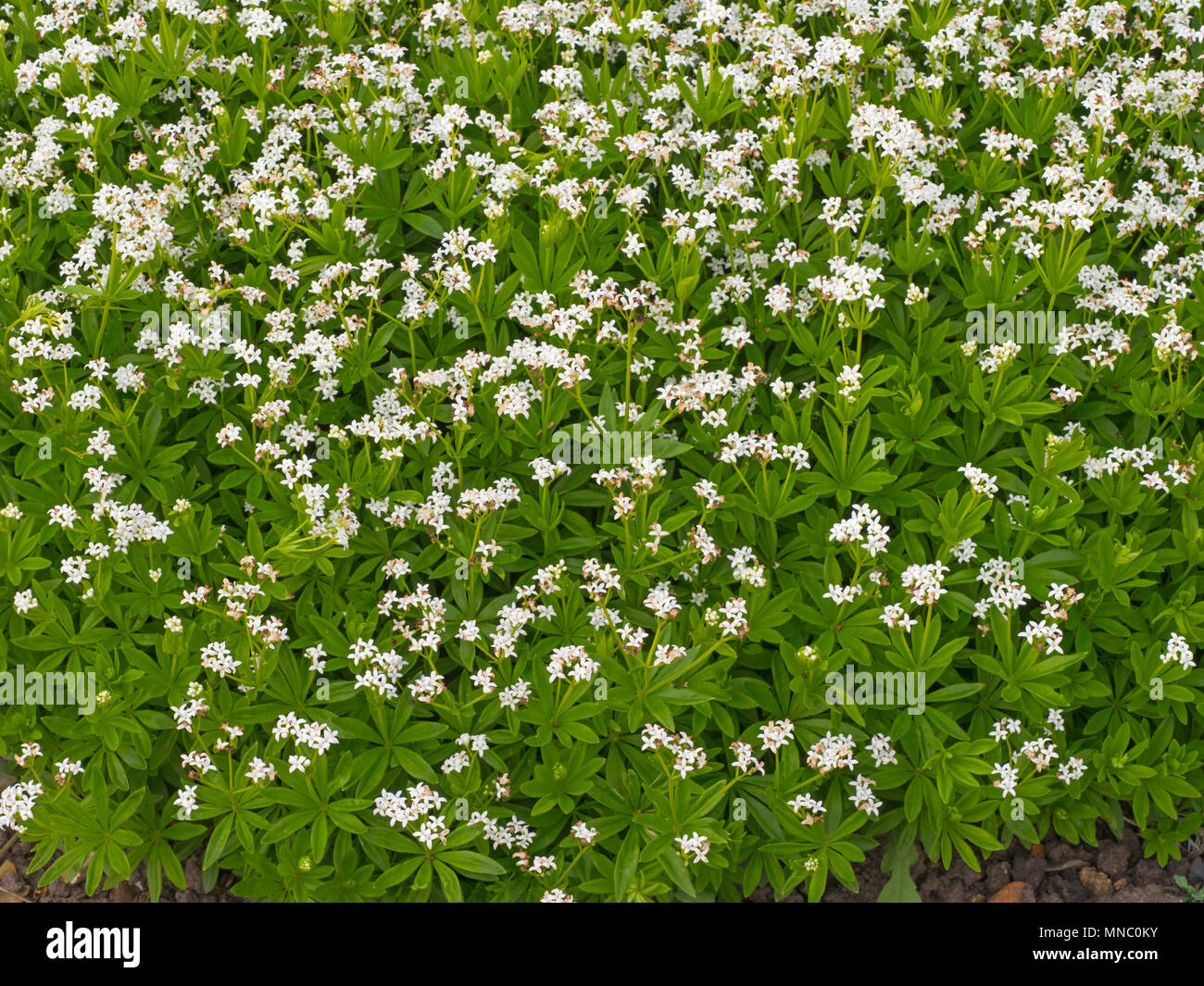 Sweet woodruff Galium odoratum in herb garden Stock Photo