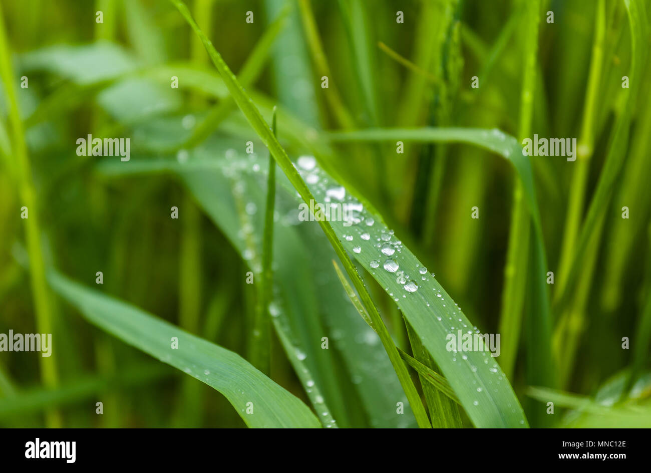 Water drop on grass leafs Stock Photo