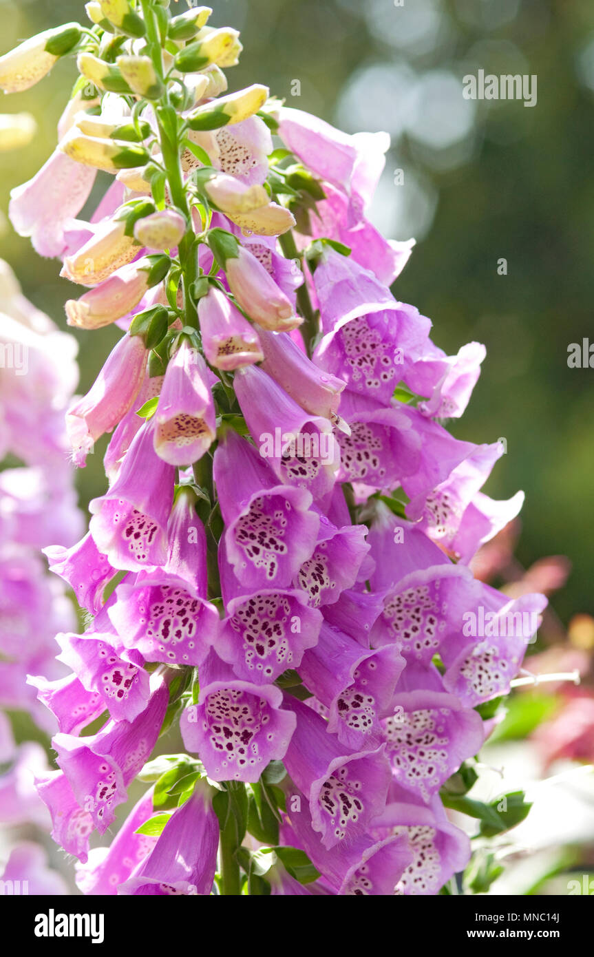 Flower Foxglove Digitalis Purpurea Foxy Stock Photo Alamy