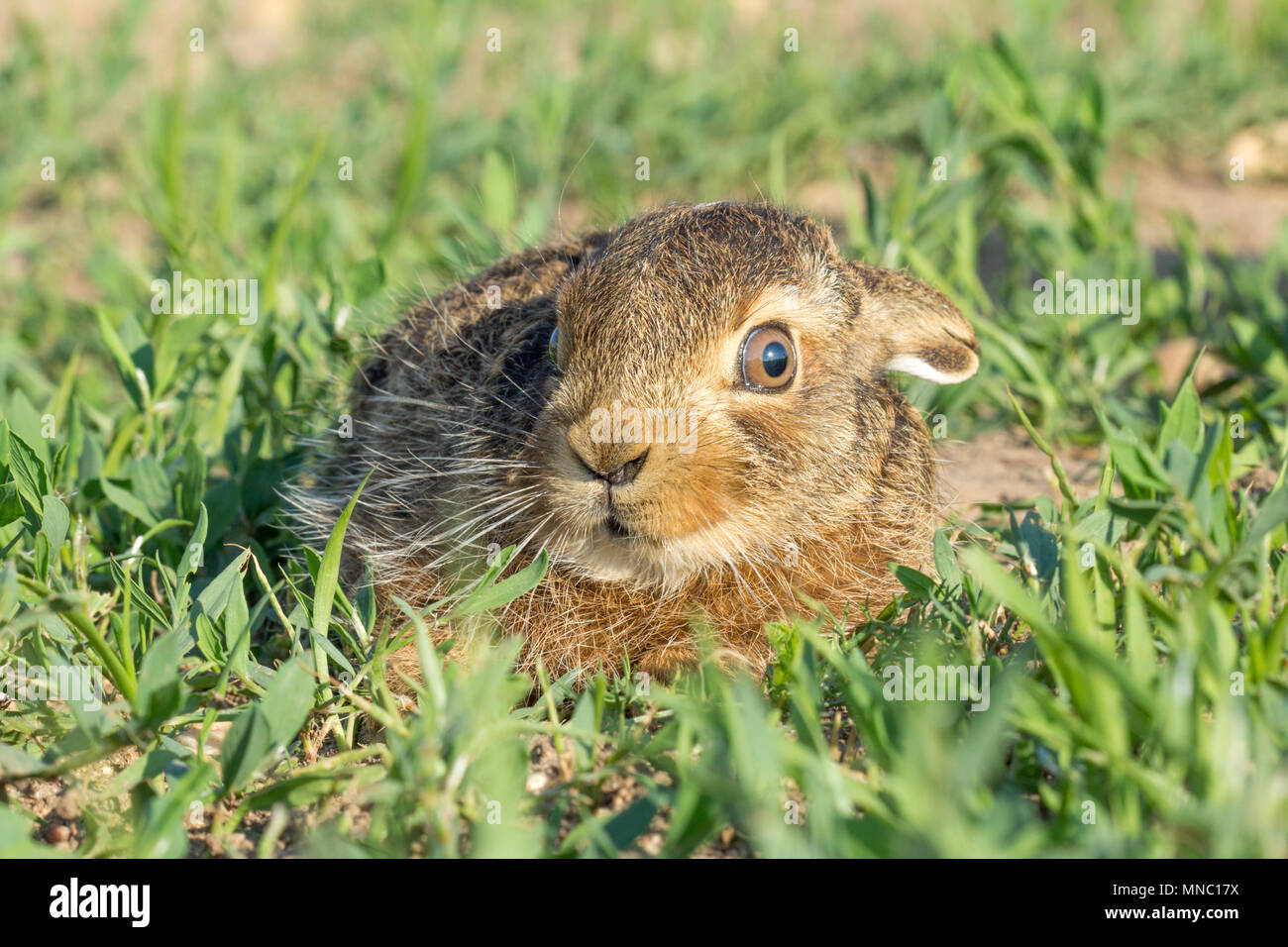 Little rabbit / hare on green grass in summer day Stock Photo