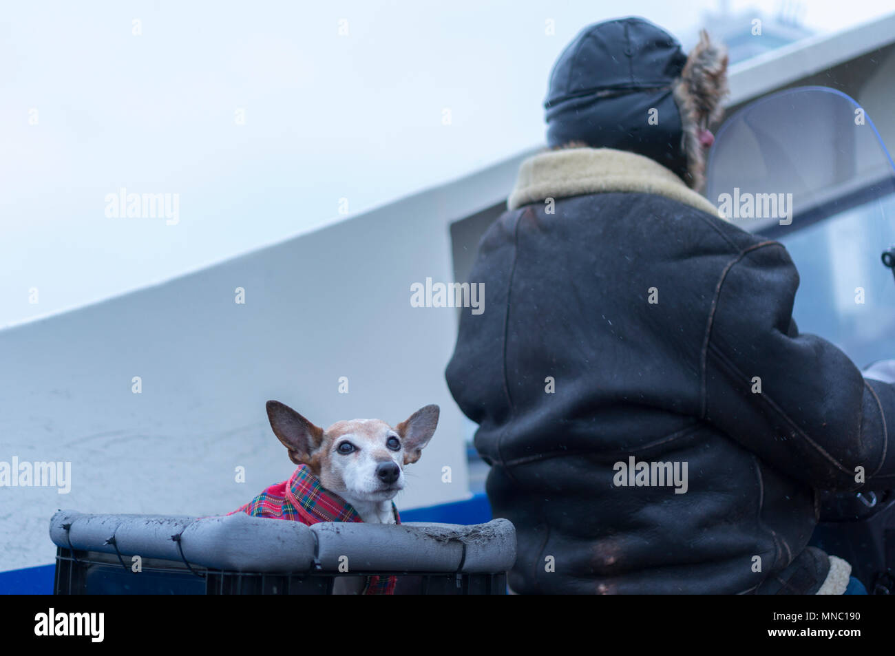 Small dog as a passenger on a scooter, Winter Stock Photo