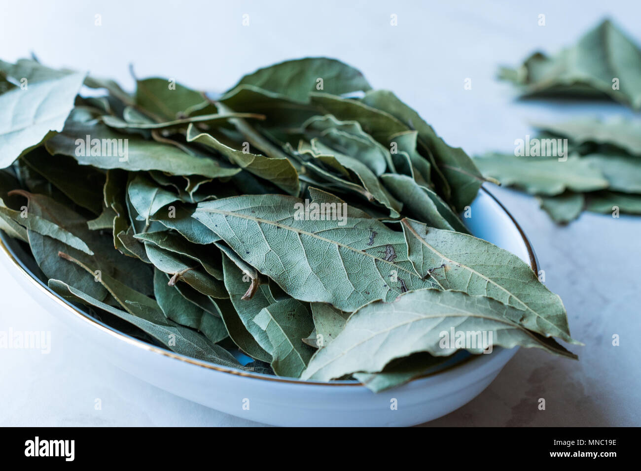 Daphne Leaves from Laurel Tree. Organic Product. Stock Photo