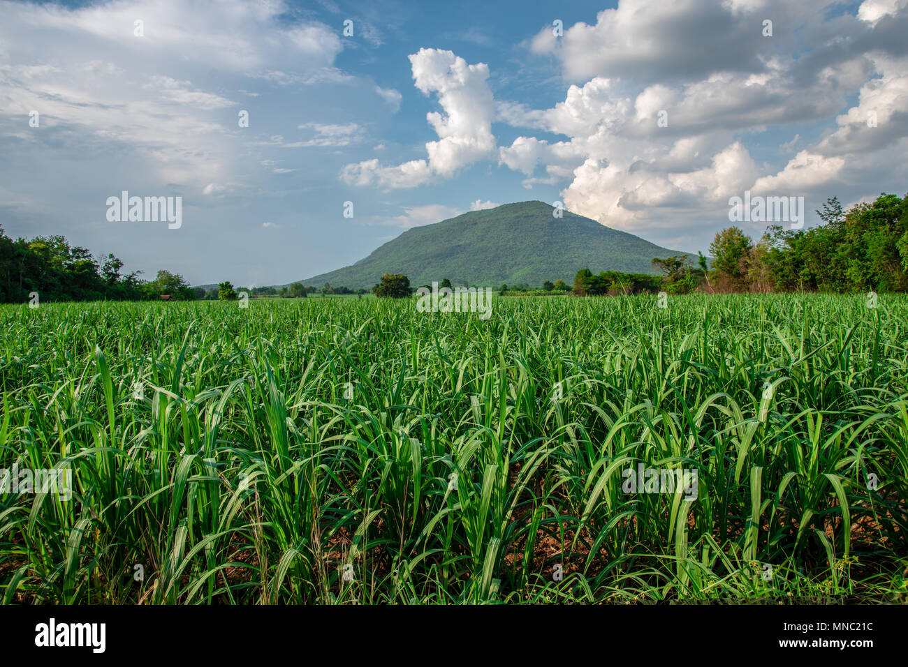 small sugar plant in big farm, sugar farm field with blue sky and