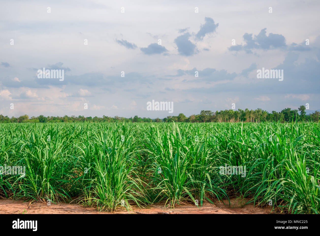 small sugar plant in big farm, sugar farm field with blue sky and