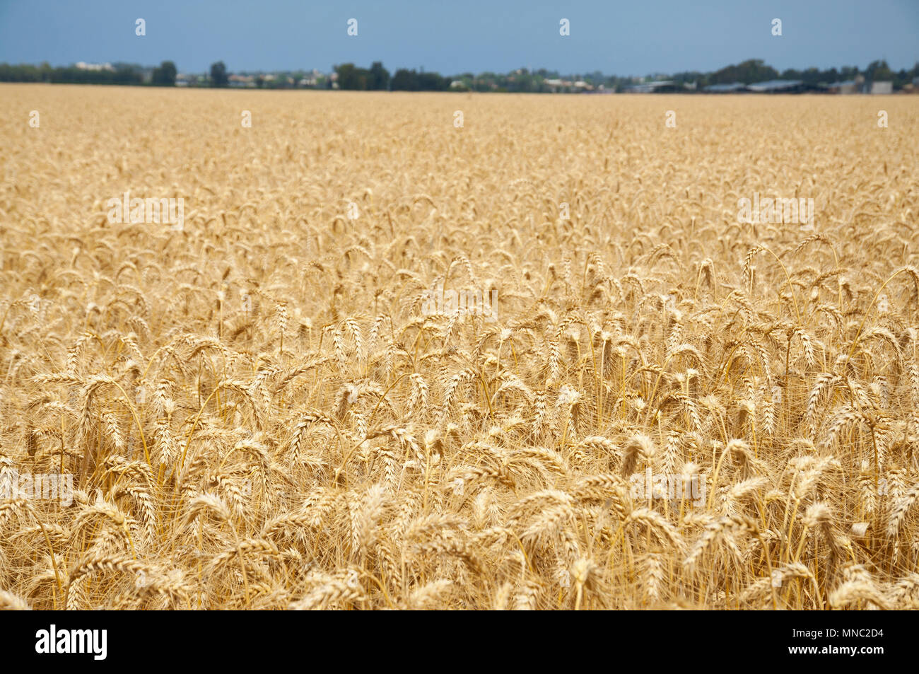 Chaff Wheat Stock Photos & Chaff Wheat Stock Images - Alamy
