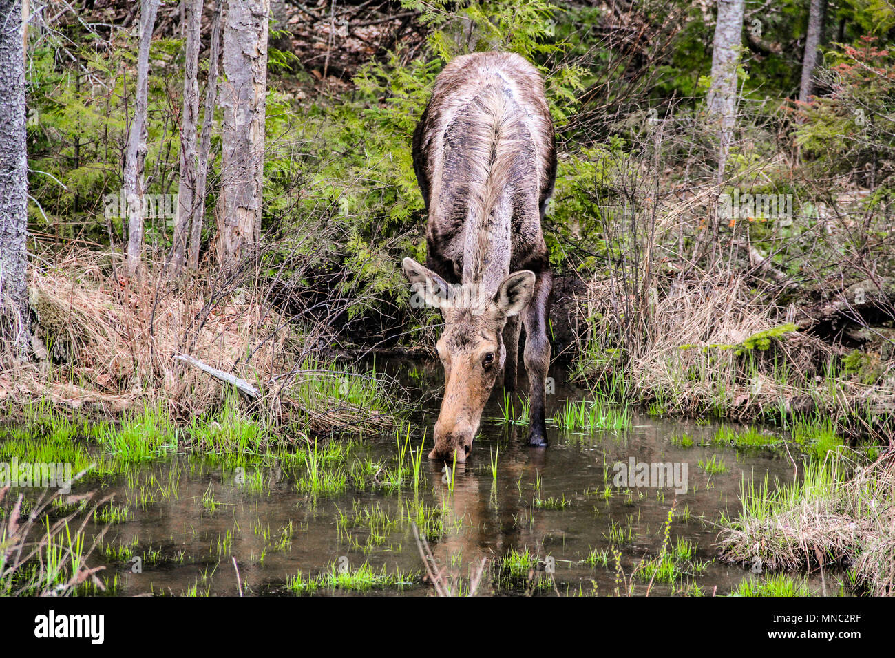 Drinking Moose in the Forest Stock Photo