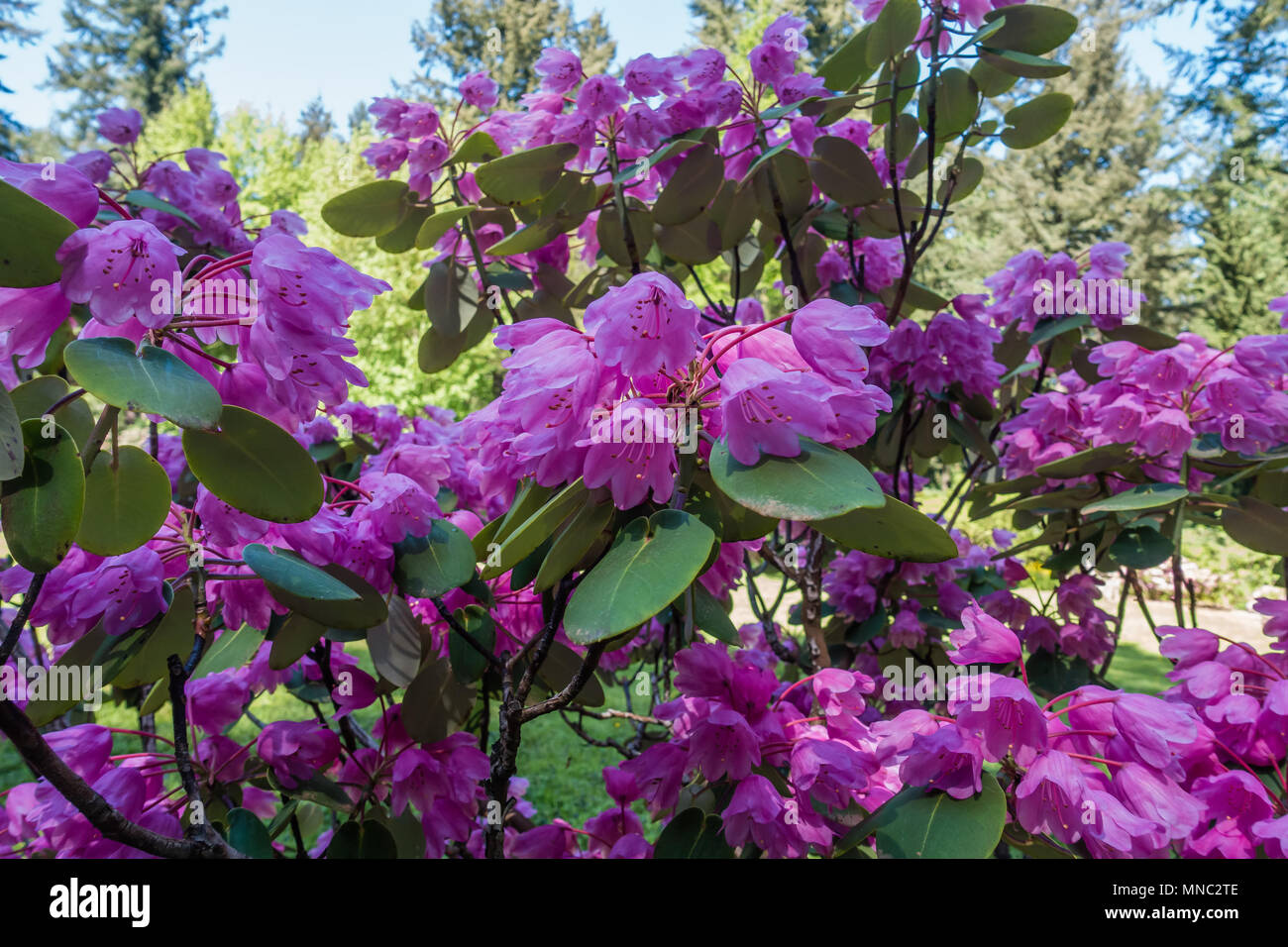 A view of a pink Rhododendron Oriculare flowers in Federal Way, Washington. Stock Photo