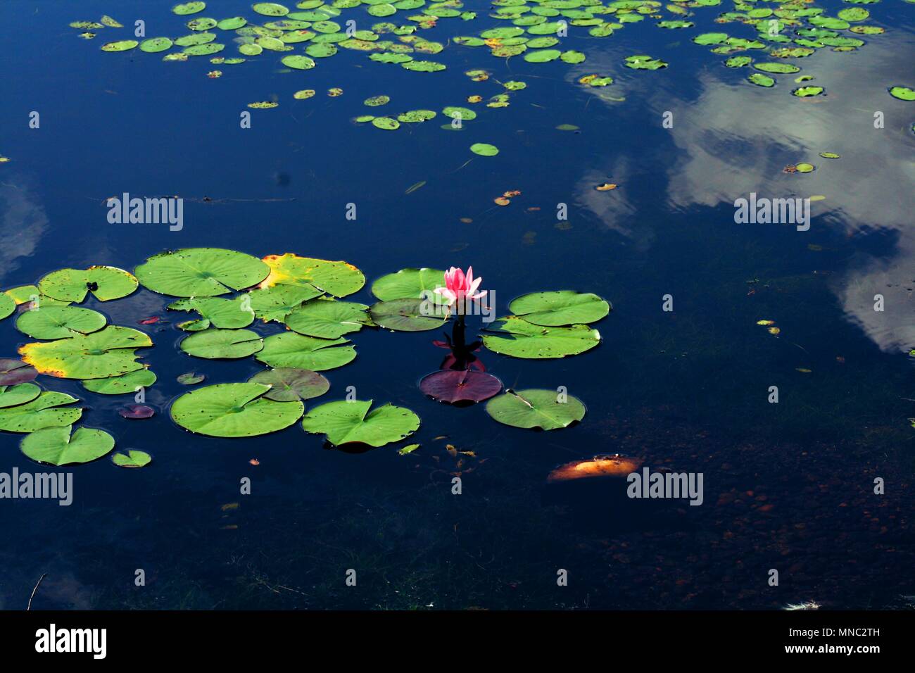 Water lily flower illustration hi-res stock photography and images - Alamy
