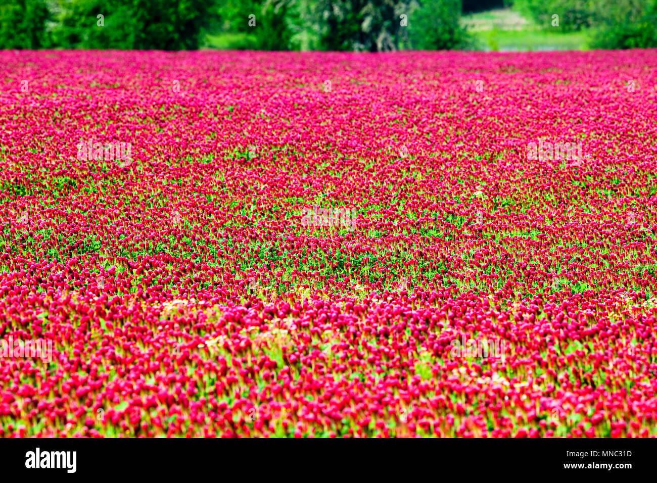 Rosy red crimson flowers hi-res stock photography and images - Alamy