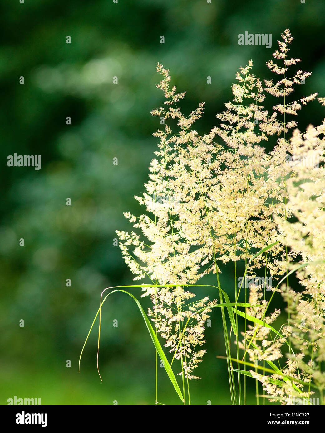 Weed in the garden hi-res stock photography and images - Alamy
