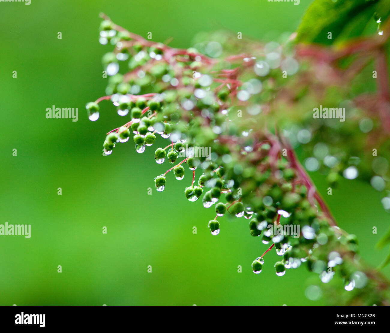 Droplets of Water on Plant after Rain in the Garden Stock Photo