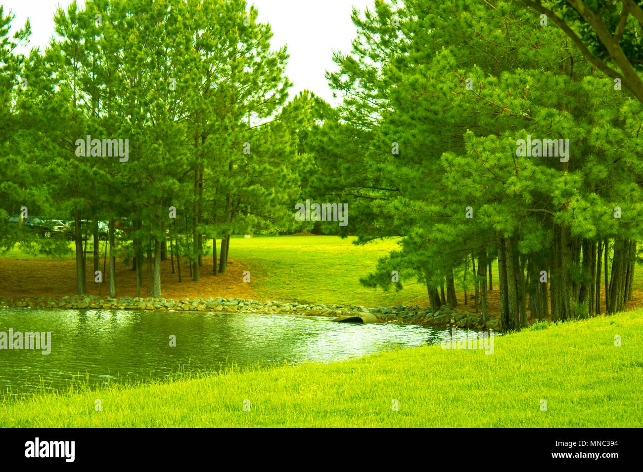 Tall trees blowing in the wind hi-res stock photography and images - Alamy