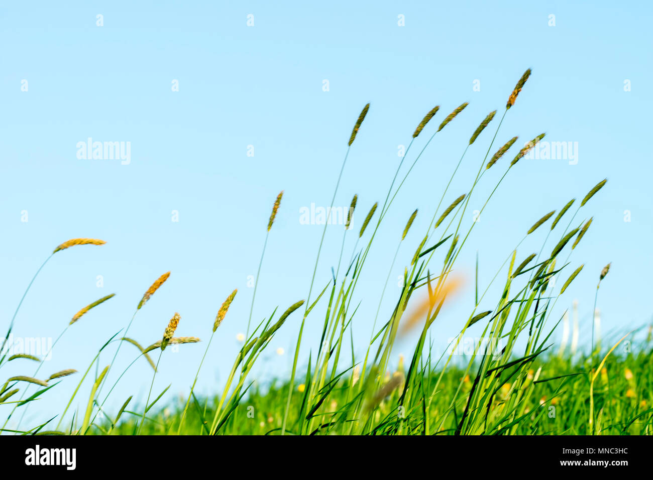 Flowering grass in detail - Allergens - Allergy in Germany Stock Photo