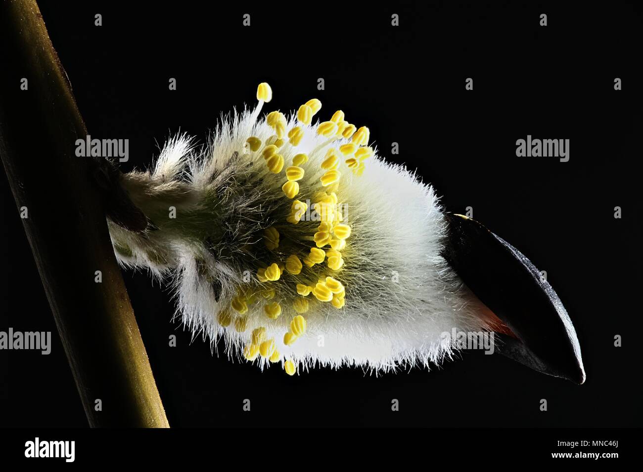 Pollen of Tea-Leaved Willow ( Salix phylicifolia) Stock Photo
