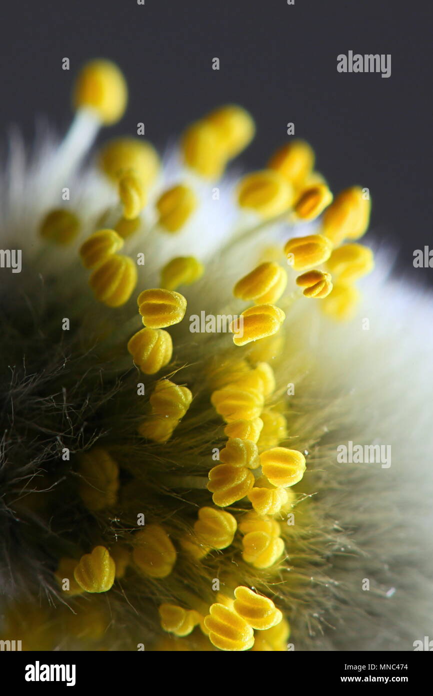 Pollen of Tea-Leaved Willow ( Salix phylicifolia) Stock Photo