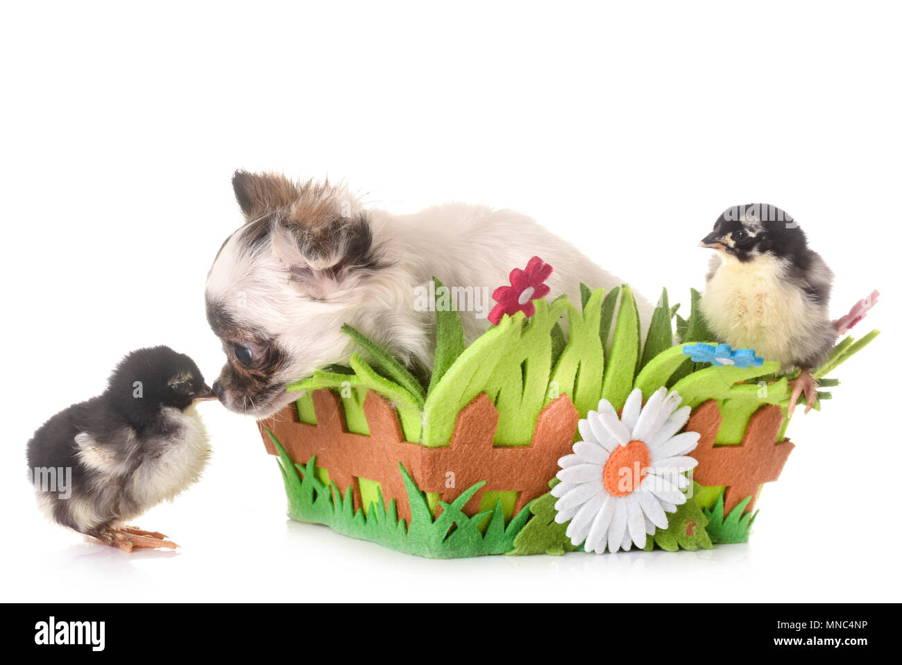 puppy chihuahua and chicks in front of white background Stock Photo