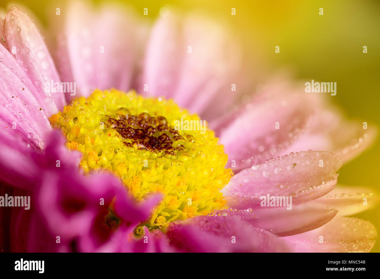 Pink Chrysanthemum flower center closeup macro, showing lots of details and water droplets on the petals Stock Photo